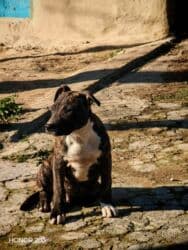 İtlər: Pitbul, 3 ay, Erkek, Peyvəndli, Ünvandan götürmə — 2