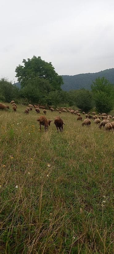 qus: 185 başlıq qoyun sürüsü - Növlər: qarışıq rəngli (ağ, qəhvəyi və tünd — 1