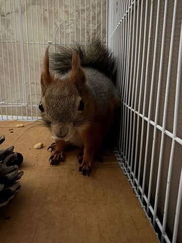 Птицы: Sincab satilir — 4