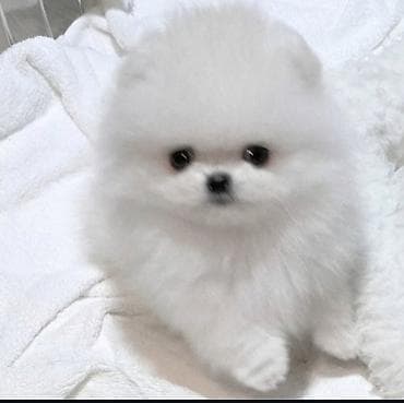 Şpitz, 2 ay, Sənədli