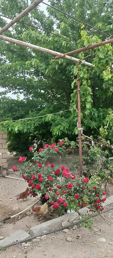 temirsiz ev: Zeynalabdin Tağıyev, 132 kv. m, 4 otaqlı, Hovuzsuz, Qaz, İşıq, Su — 3