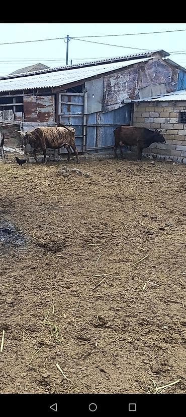 avcarka type 1: Satışda: cütlük dana - Sayı: 2 dənə balalı inək 2 qarın doğbular 3 ci — 3