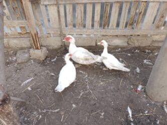 bit darağı qiyməti: Ağ lal ördək ailəsi.2fərə 1xoruz35azn.fereler 30azn.unvan ziğ kendi — 3