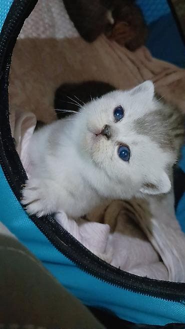 Parodası: (məsələn yazmaq olar) Scottish Straight / British qarışıq 📅