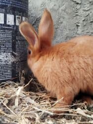 Inəklər, öküzlər: Temiz karlik diwidir erkeyi oladigna gore satiram — 1