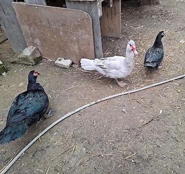 Кошки: Sort ördek yumurtası 1.30 azn. Ördeklerin satışıda mövcuddur. Bakı — 4