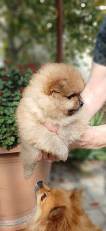 в добрые руки: Шпиц — 8