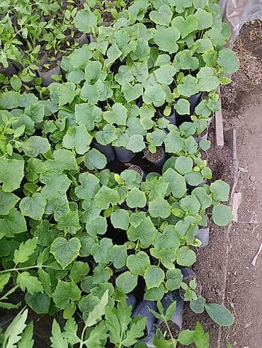 vanna satilir: Masallı. Salam Aləykum. Satışda mövcud olan dibçəklər: Pomidor (Zirə — 2