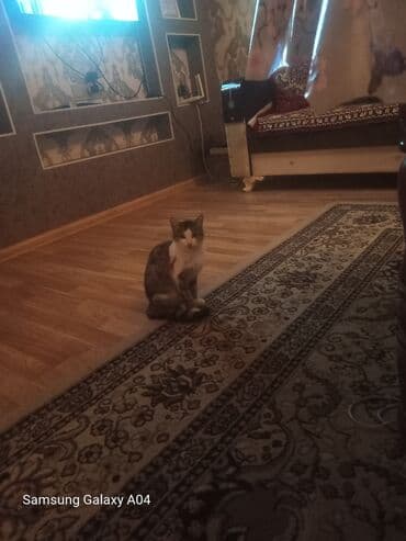 Yaxşı əllərə lalafo.az -da Yaxşı əllərə