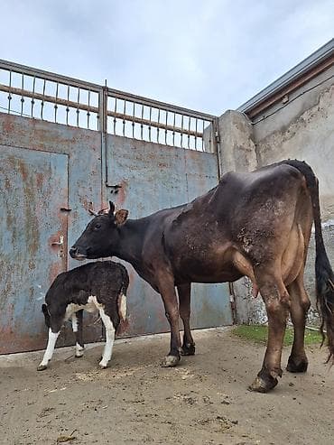 Другие с/х животные: 16 litir süd verir 4 qarına doğub 20 gündü doğub balası dişdi — 4