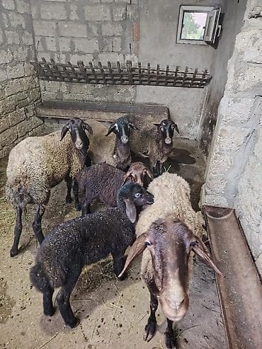 balalı qoyun: Dişi, Qala, il: 1, 55 kq, Damazlıq, Ünvandan götürmə — 5