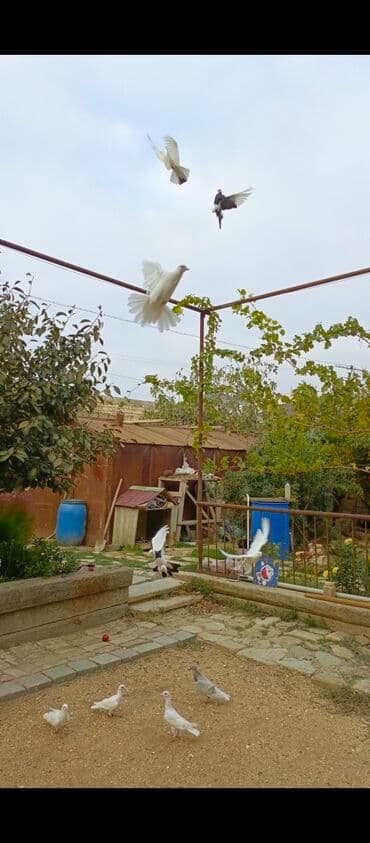 göyercin yuvasi: Ağ rəngli ev göyərçinləri - Rəng: əsasən tam ağ, bəzilərində qara ağ — 6