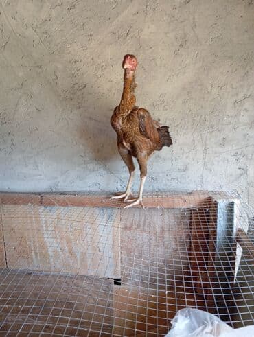 Heyvanlar üçün mallar: Xoruz, Heyratı, il: 1, Ödənişli çatdırılma — 9