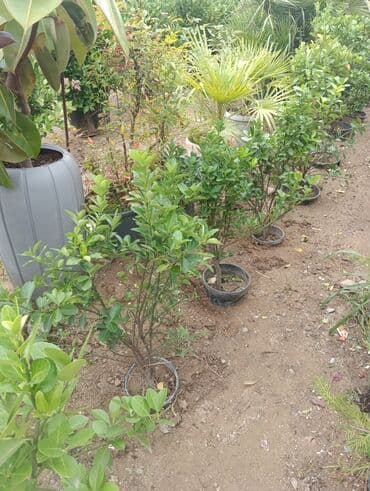 lipa ağacı: Evenimus — 2