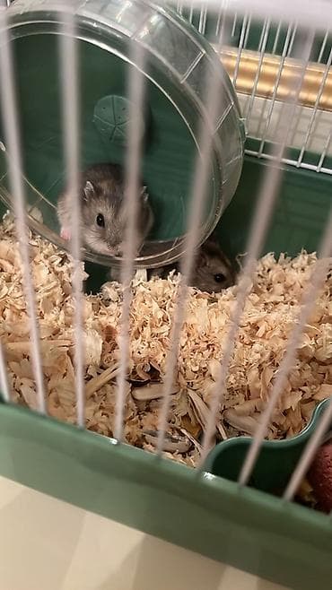 Грызуны: 🐹 Hamsterlər(cunqarik) + qəfəs (tam dəst) – ƏLAVƏ HƏDİYYƏLƏR 🐹 2 ədəd — 2