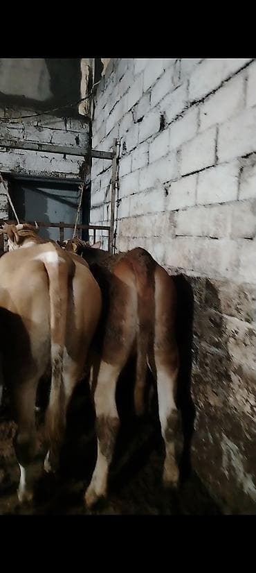 Inəklər, öküzlər: Salam aleykum 2 side cavan düyedi maşallah olsun super düyelerdi 2 — 5
