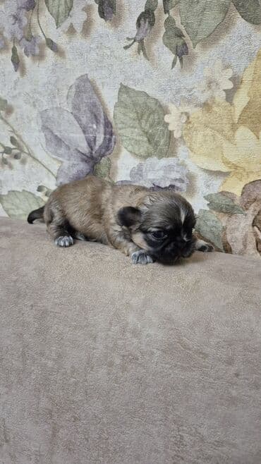 balaca itlərin qiyməti: İt balası – kiçik ölçülü, qısaburun tipli (Pekines/Şih-cu xatırladan) — 9