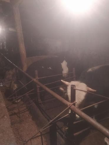 simental inek qiymeti: Inəklər, öküzlər — 9