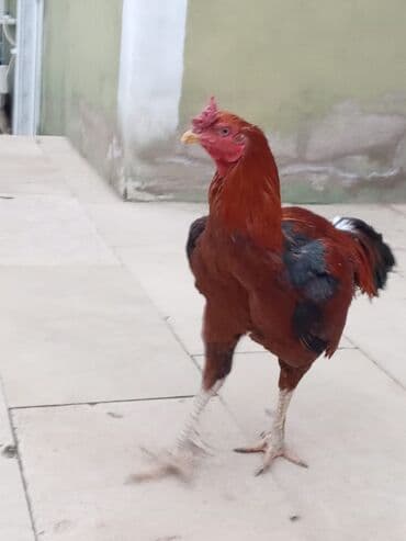 Boşqablar: Salam qiymət 40 manatdan basdyir 70 4 dənə xoruz 11 ayliqdi biri 1 — 4