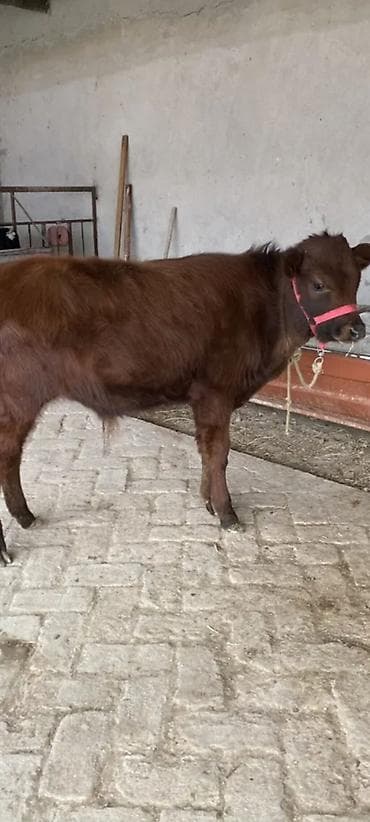 Tata: 5 aylıq erkey dana — 3