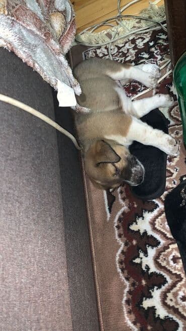 kanqal: Balaca kanqal balasıdı təmiz qandı 45 gunlukdu dermanları verılıb — 5