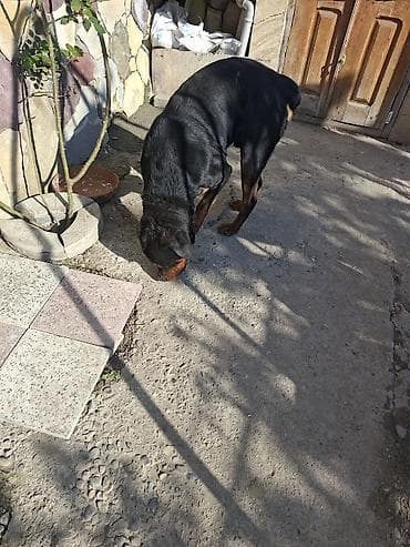 heyvan bazarı: Rotveyler — 2