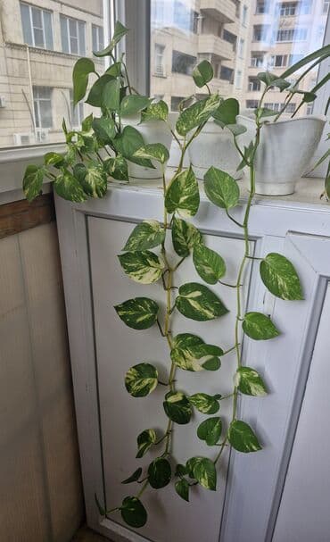 gobelek toxumu satilir: Ev bitkiləri. Sindapsus (sarmaşıq) 3 man, xlorofitum 7 man, fikus — 1