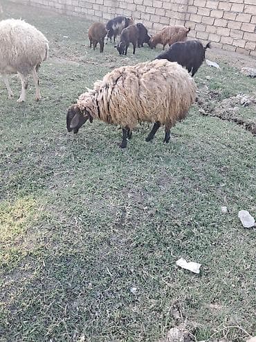 metis qoyun: Qala qoyunu cavan heyvandi bala verende ekiz verir — 2