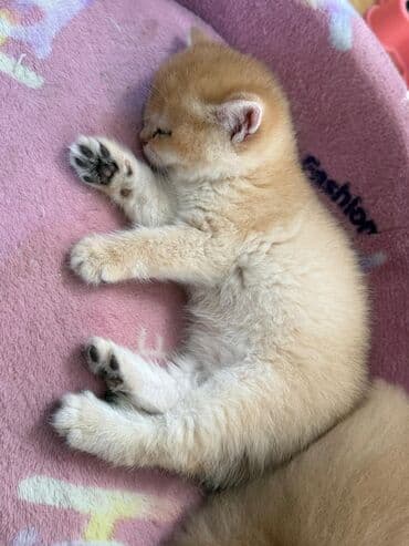 bala pişik ucuz: Erkək — 7