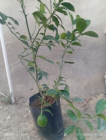 Meyvə verən saksı limon ağacı - Növ: Sitrus – limon - Saksıda