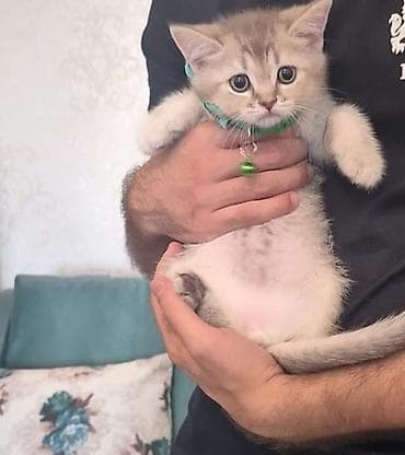 pișik: Şinşilla, Erkək — 1