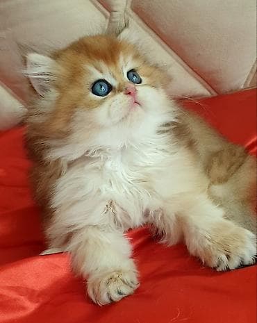 erkek pişik: Qızıl şinşilla — 1