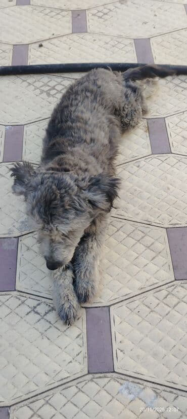 avçarka itləri: Miniatür pinçer — 7