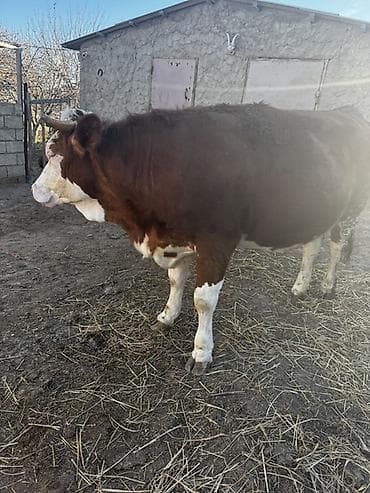 Balıqlar: İki baş simmental düyə satılır. Biri 3 aylıq,biri isə 1 aylıq — 1