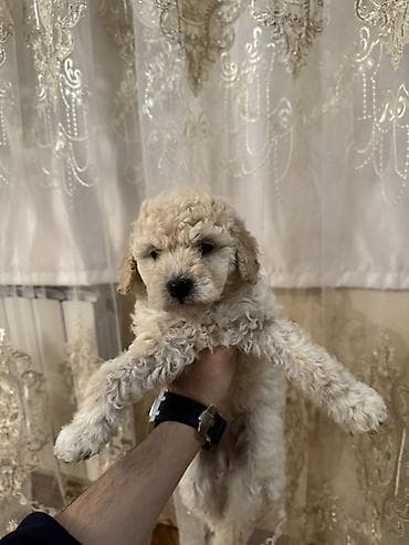böyüməyən it cinsləri: Pudel, 1 ay, Dişi, Ödənişli çatdırılma — 2