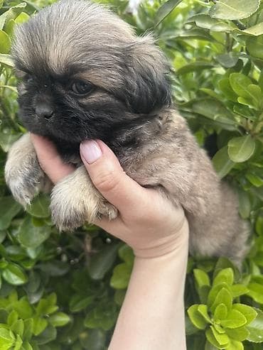 balaca it ucuz: Pekines, 2 ay — 2