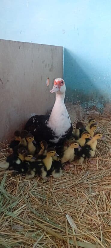 kayuqa ordək: Salam səsli Və Lal Ördək Satılır Ünvan Saray Sumqayit — 1
