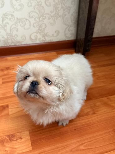 setteri it cinsi: Pekines, 2 ay, Erkek, Ünvandan götürmə — 3