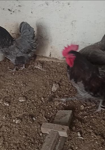 mal satisi: Xoruz, il: 1, Ödənişli çatdırılma — 3