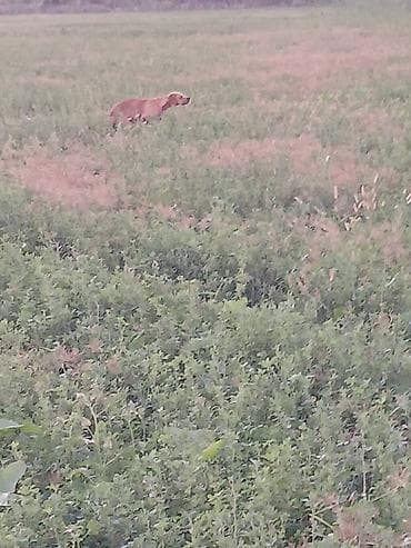 lalafo itler: 2 il, Dişi, Peyvəndli, Ödənişli çatdırılma — 10