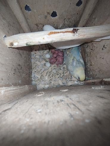 Quşlar: 3 çüt tergitme tutuqusulardir her birinin altında bala ve yumurta var — 6