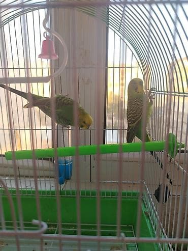2 denen papuqay satlir qəfesle bircə 50 manat tecli satlir — 1