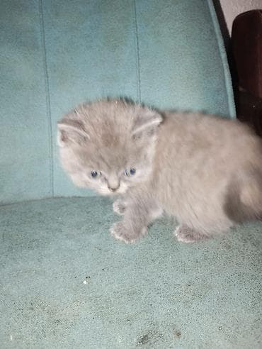 pisiklər: Boz rəngli balaca pişiklər - Cins: qısa tüklü, bürünc-boz (blue/gray) — 8