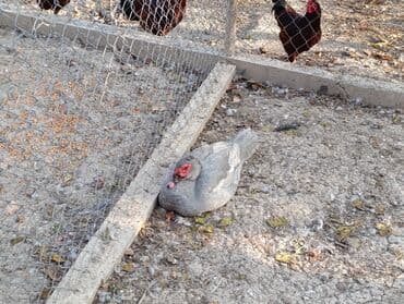 pinqivin ordek: LAVANDA lal ördekler. 8 aylıq erkeylerdi .damazdiq heyvanlardi.temiz — 7