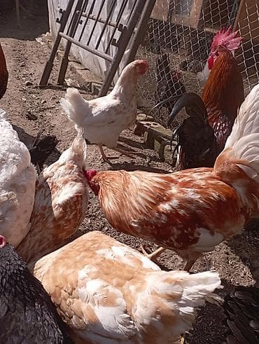 toyuq ayağı: Toyuq, Ətlik — 2