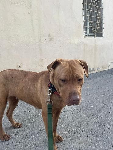 poodle it: 1 il, Dişi, Sənədli, Ünvandan götürmə — 6