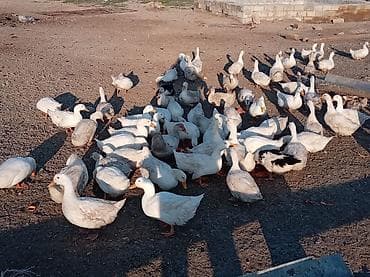 balakən heyvan satisi: Satılır.pekin ordekleri Məhsul təsvir.150eded dişi,50eded erkey — 2