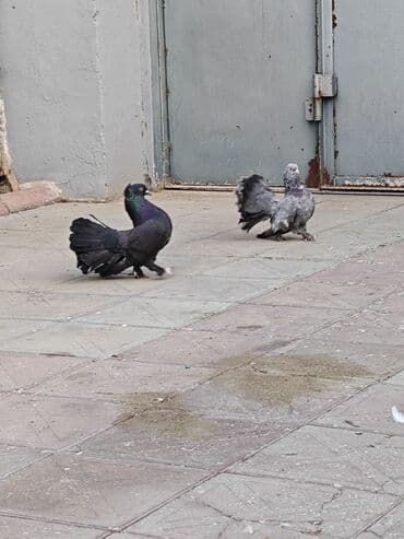 передержка собак баку: Cüt pavlinlər — 1