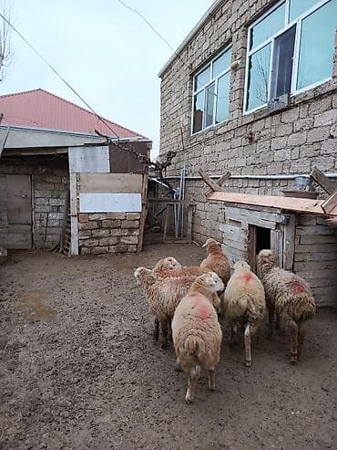 Erkey quzu satılır