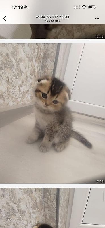 bala pitbul: Şotland — 4